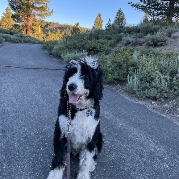 Meet your Posher ☺️ - Picture 14 of 15